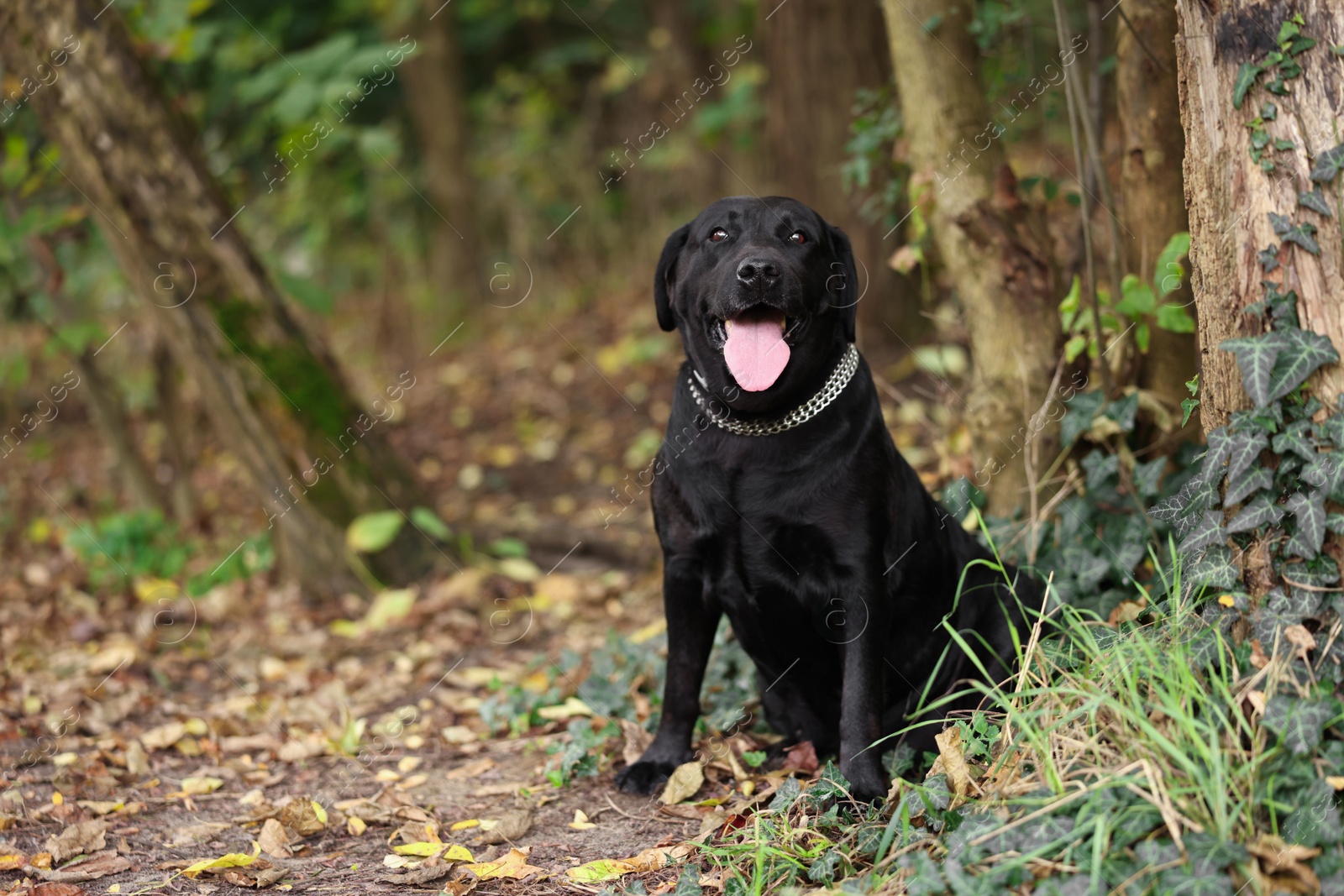 Photo of Adorable Labrador Retriever dog sitting in park. Space for text