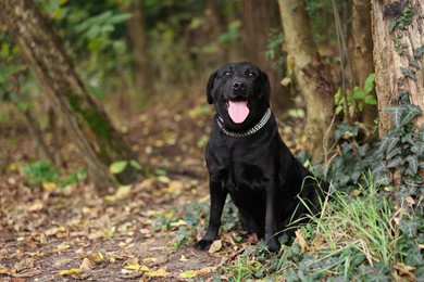 Photo of Adorable Labrador Retriever dog sitting in park. Space for text