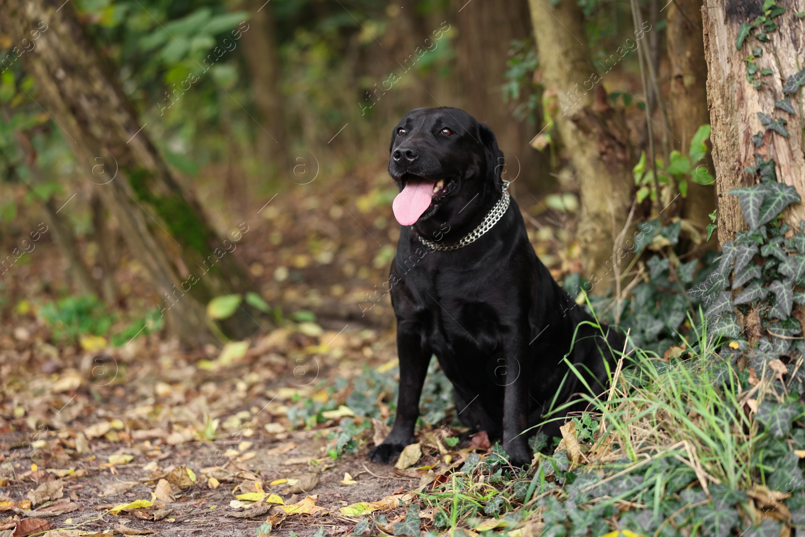 Photo of Adorable Labrador Retriever dog sitting in park. Space for text