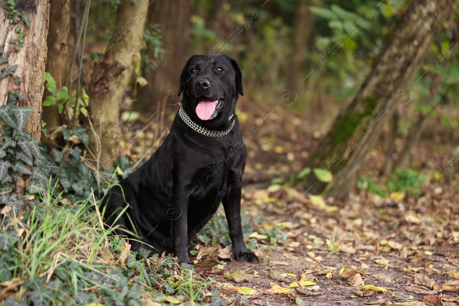 Photo of Adorable Labrador Retriever dog sitting in park. Space for text