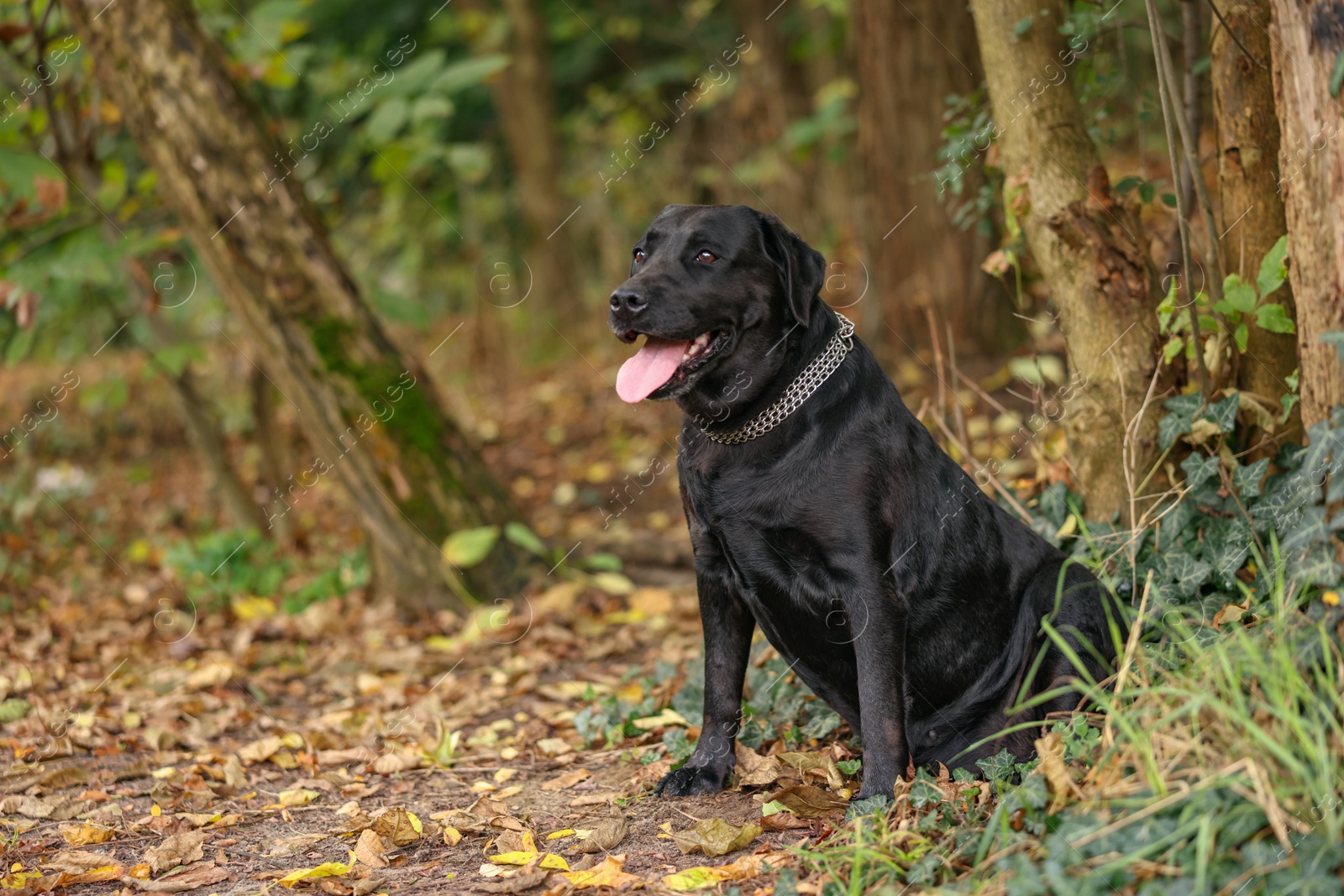 Photo of Adorable Labrador Retriever dog sitting in park. Space for text