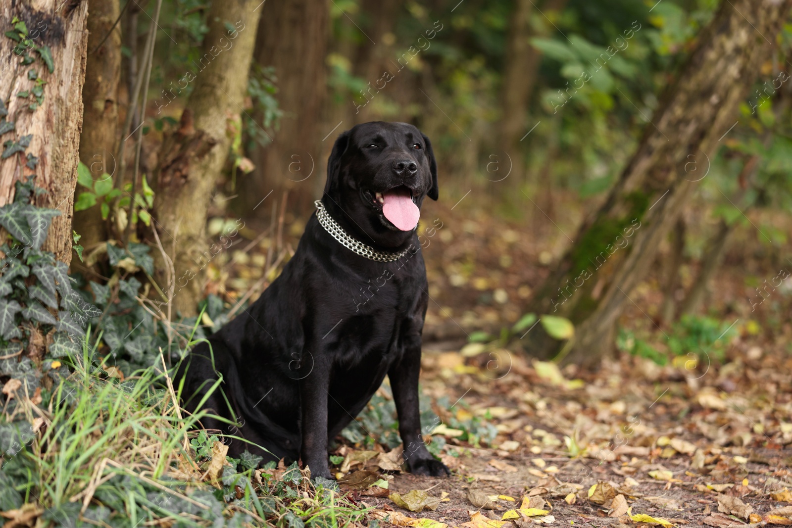 Adorable Labrador Retriever dog sitting in park. Space for text Photo of Adorable Labrador Retriever dog sitting in park. Space for text