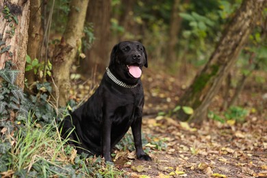 Photo of Adorable Labrador Retriever dog sitting in park. Space for text