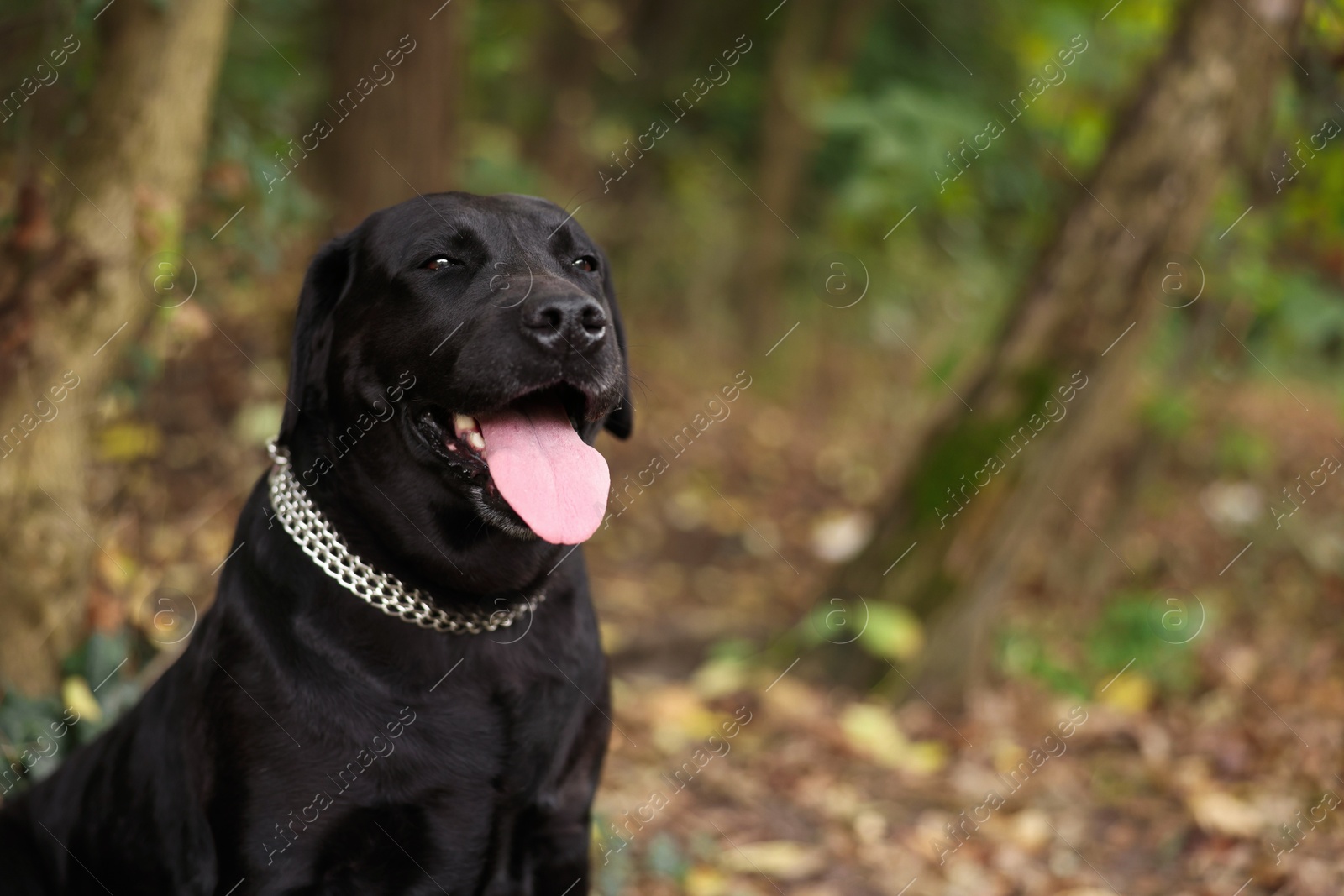 Photo of Portrait of adorable Labrador Retriever dog outdoors. Space for text