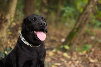 Photo of Portrait of adorable Labrador Retriever dog outdoors. Space for text