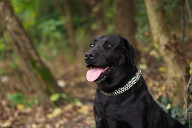 Photo of Portrait of adorable Labrador Retriever dog outdoors. Space for text