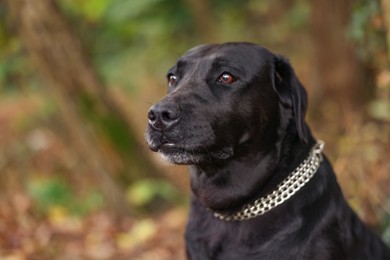 Photo of Portrait of adorable Labrador Retriever dog outdoors. Space for text