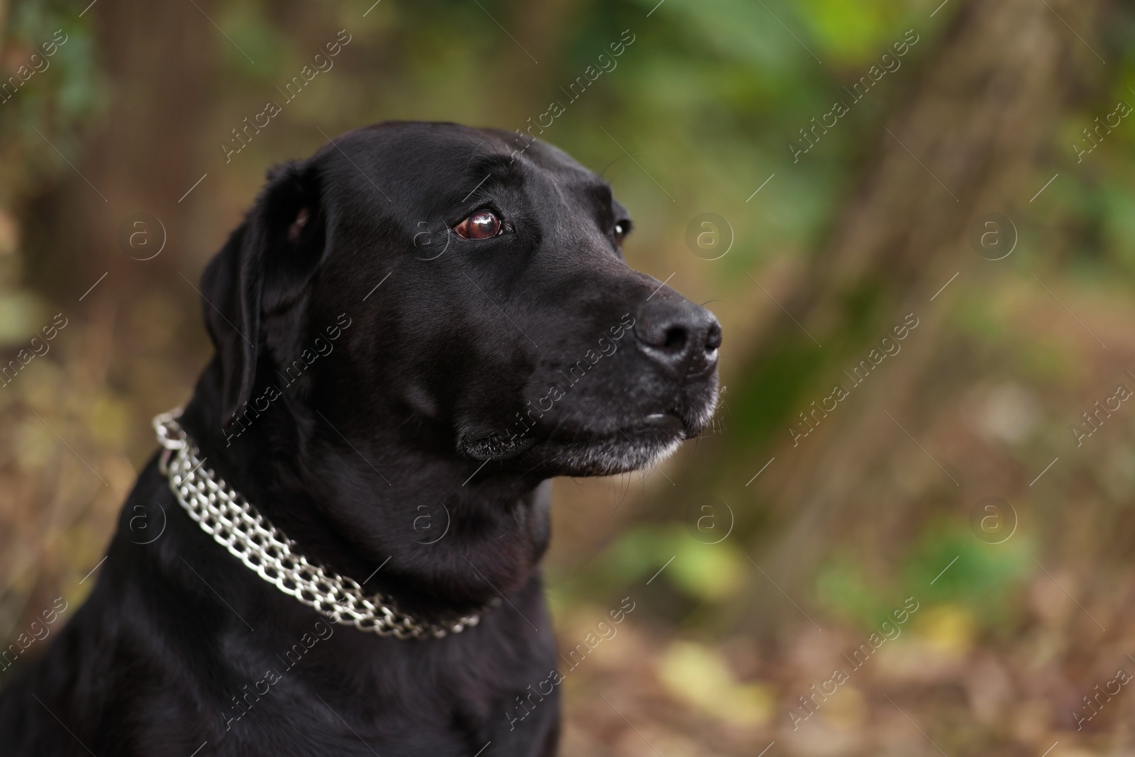 Photo of Portrait of adorable Labrador Retriever dog outdoors. Space for text