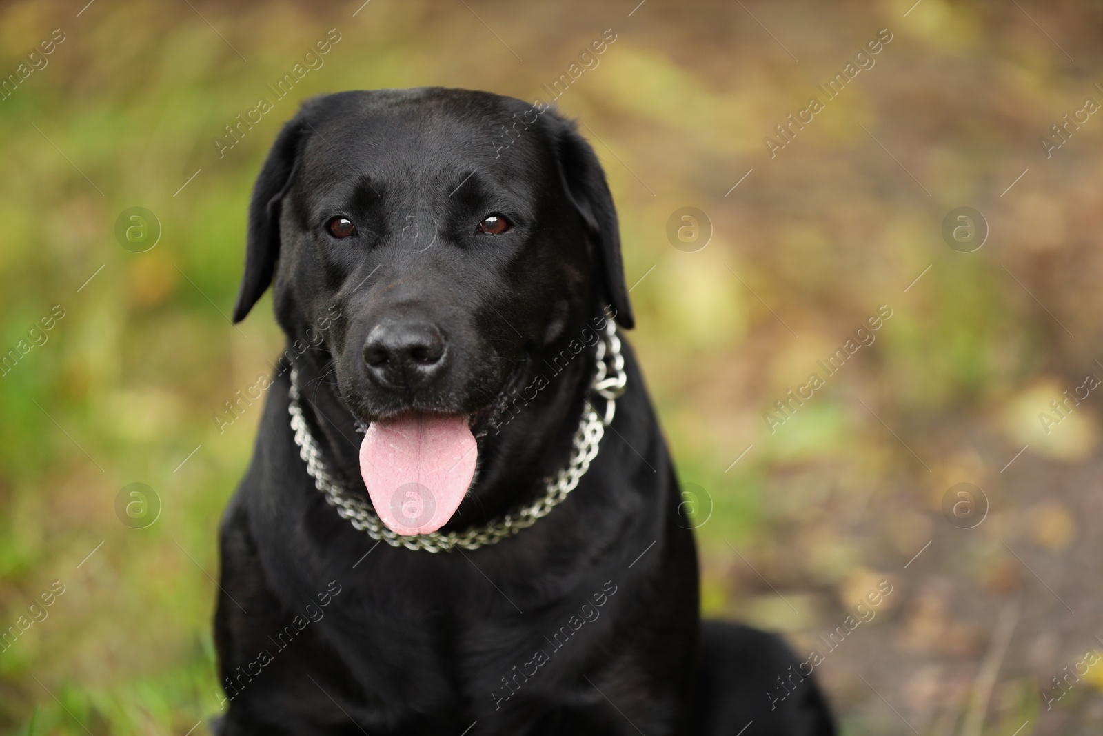 Photo of Portrait of adorable Labrador Retriever dog outdoors