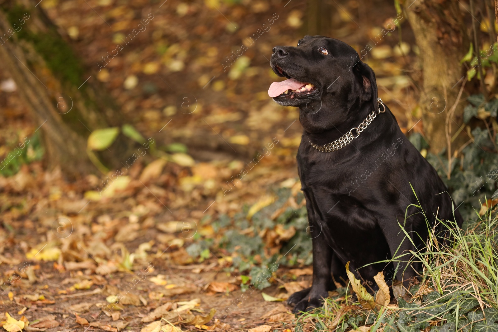 Photo of Adorable Labrador Retriever dog sitting in park. Space for text