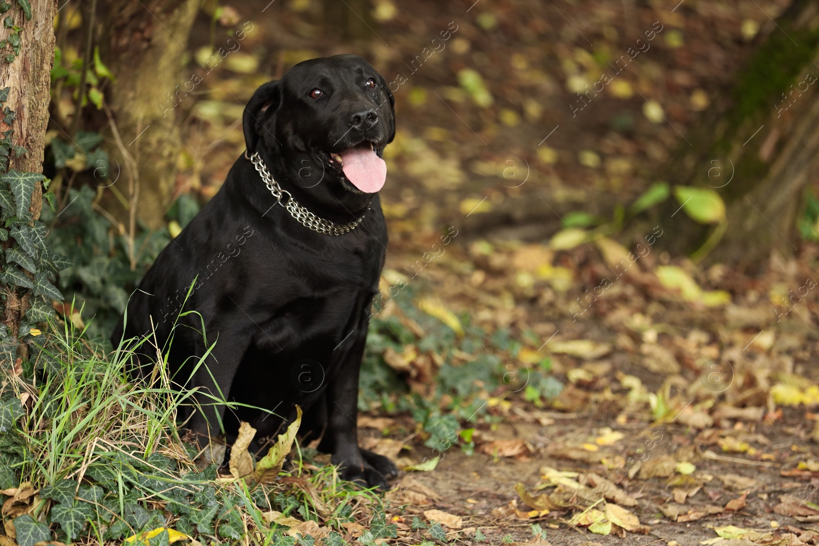 Photo of Adorable Labrador Retriever dog sitting in park. Space for text