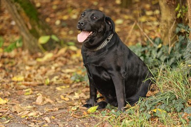 Photo of Adorable Labrador Retriever dog sitting in park. Space for text