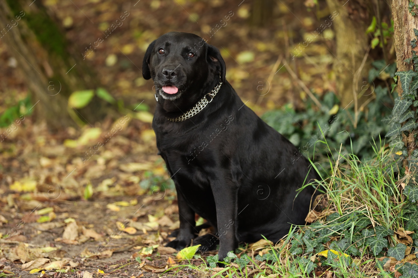 Photo of Adorable Labrador Retriever dog sitting in park