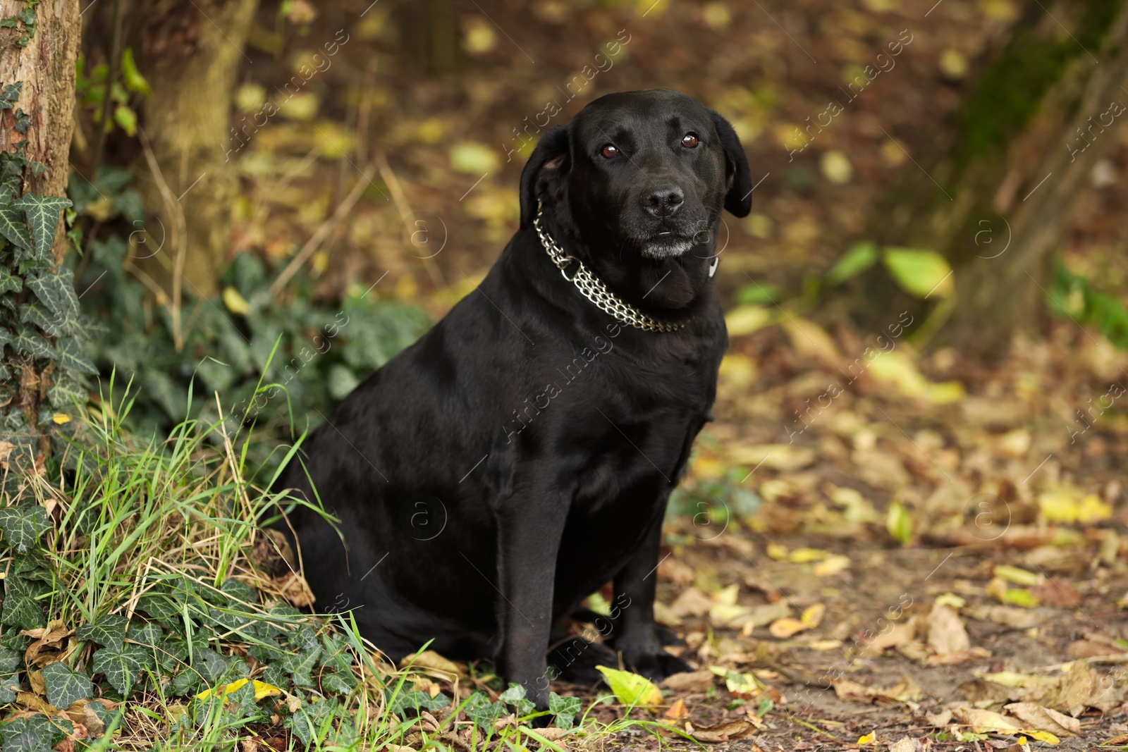 Photo of Adorable Labrador Retriever dog sitting in park