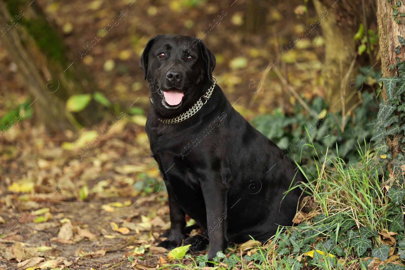 Photo of Adorable Labrador Retriever dog sitting in park