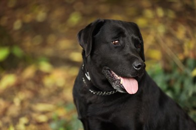 Photo of Portrait of adorable Labrador Retriever dog outdoors. Space for text