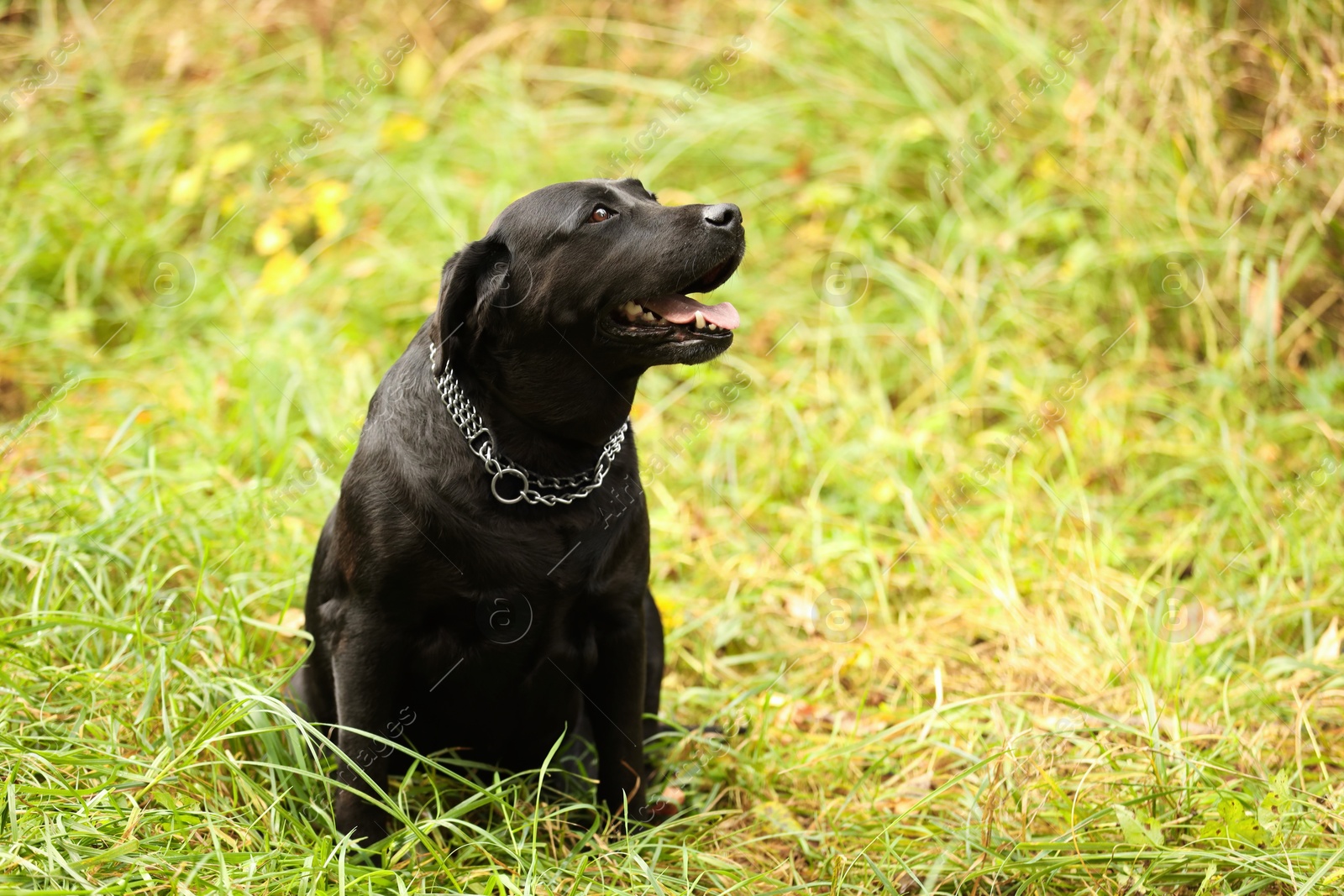 Photo of Adorable Labrador Retriever dog sitting on green grass outdoors. Space for text