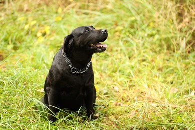 Photo of Adorable Labrador Retriever dog sitting on green grass outdoors. Space for text