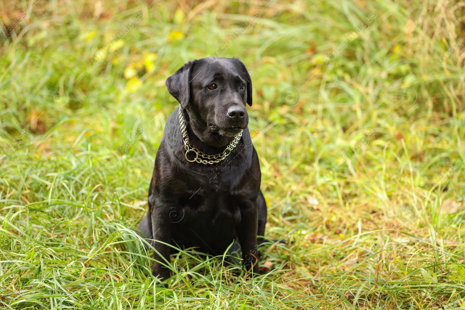 Photo of Adorable Labrador Retriever dog sitting on green grass outdoors