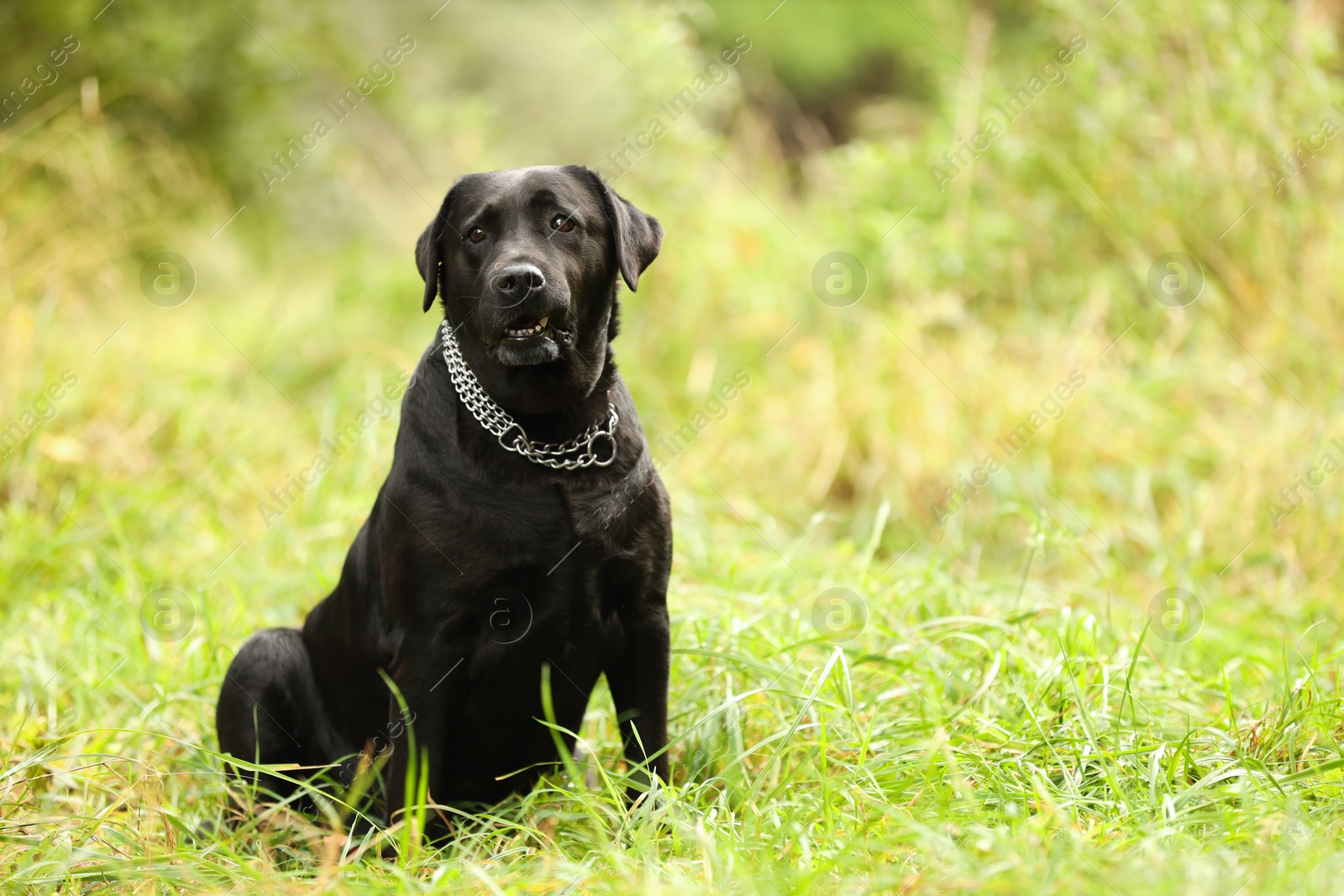 Photo of Adorable Labrador Retriever dog sitting on green grass outdoors. Space for text