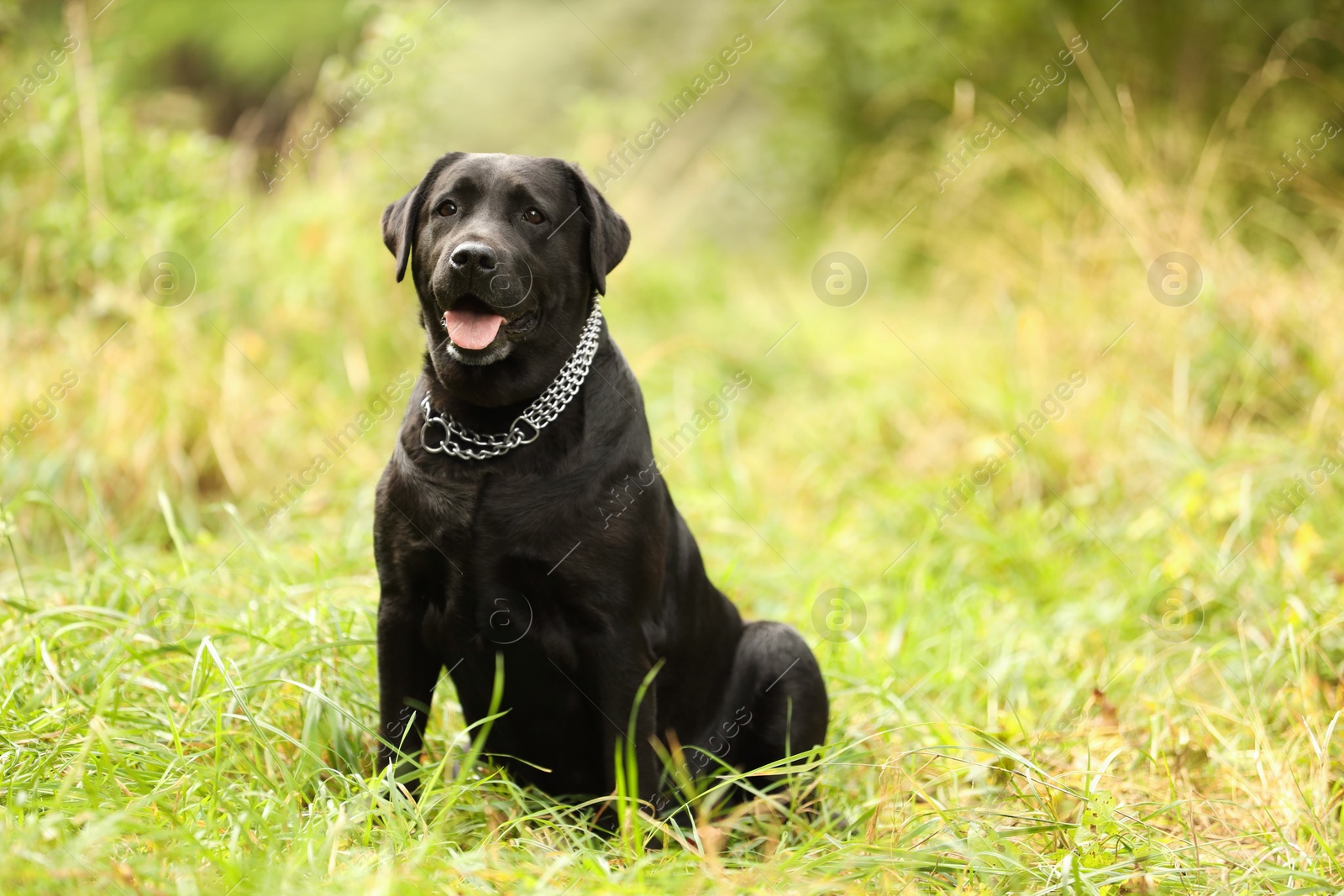 Photo of Adorable Labrador Retriever dog sitting on green grass outdoors