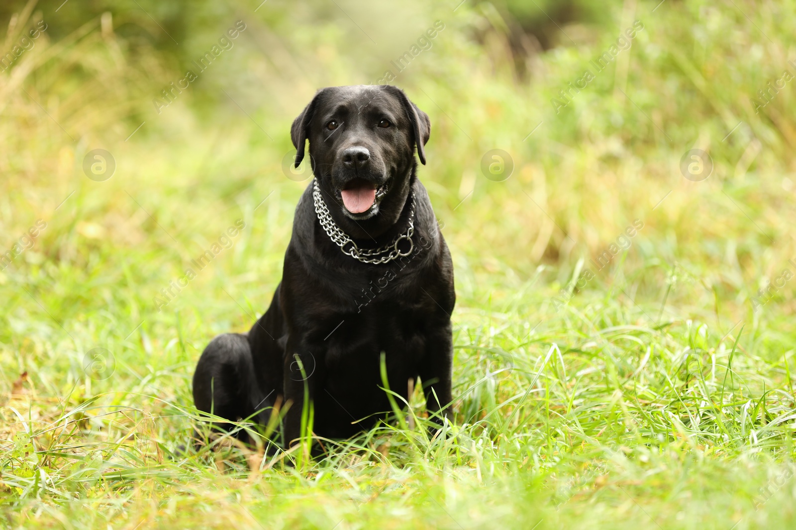 Photo of Adorable Labrador Retriever dog sitting on green grass outdoors