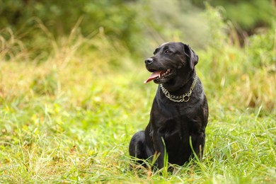 Photo of Adorable Labrador Retriever dog sitting on green grass outdoors. Space for text