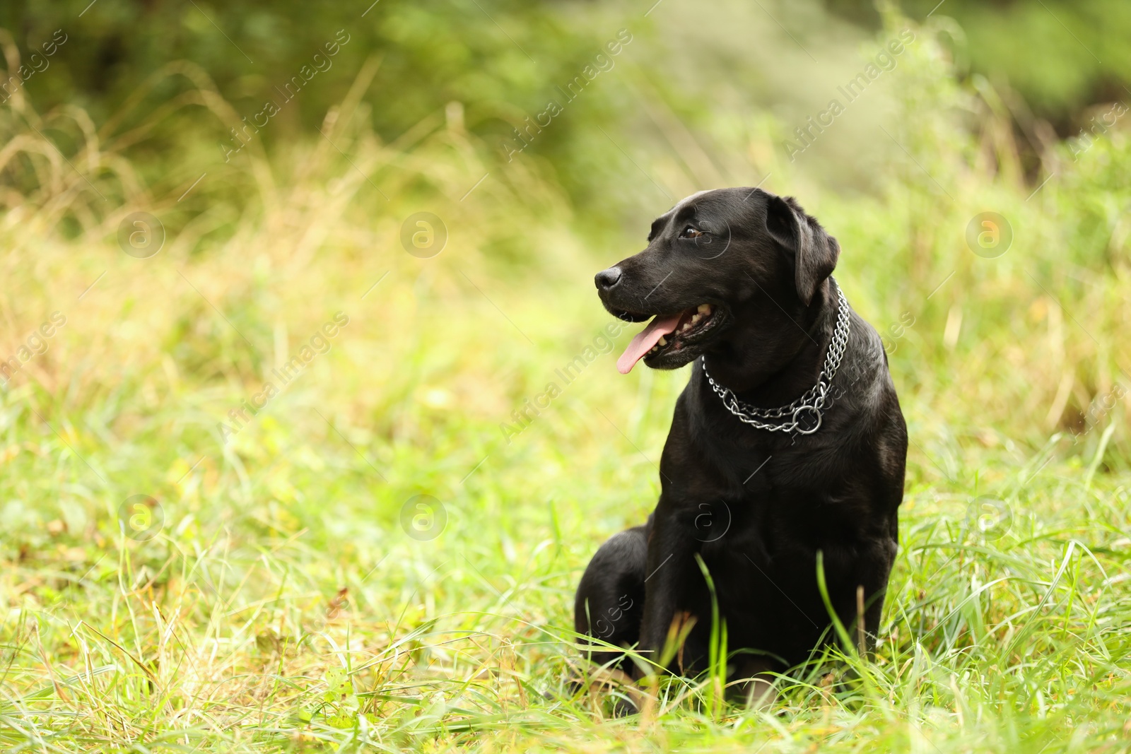 Photo of Adorable Labrador Retriever dog sitting on green grass outdoors. Space for text