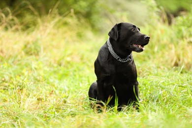 Photo of Adorable Labrador Retriever dog sitting on green grass outdoors. Space for text