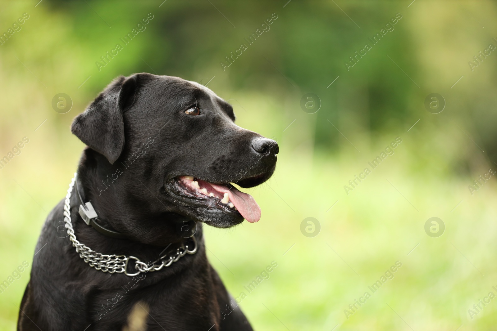 Photo of Portrait of adorable Labrador Retriever dog on blurred background. Space for text