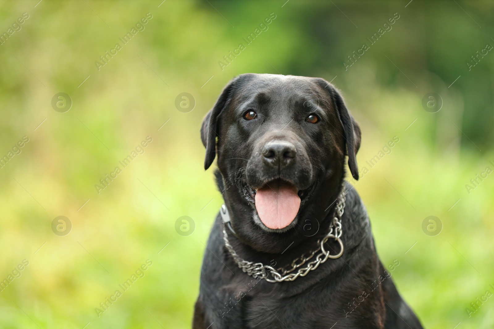 Photo of Portrait of adorable Labrador Retriever dog on blurred background. Space for text