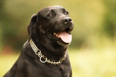 Photo of Portrait of adorable Labrador Retriever dog on blurred background