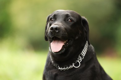 Photo of Portrait of adorable Labrador Retriever dog on blurred background. Space for text