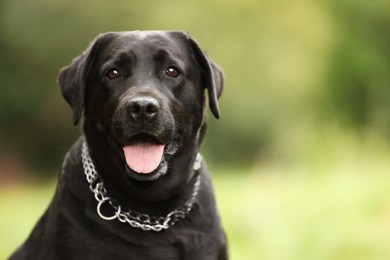 Photo of Portrait of adorable Labrador Retriever dog on blurred background. Space for text