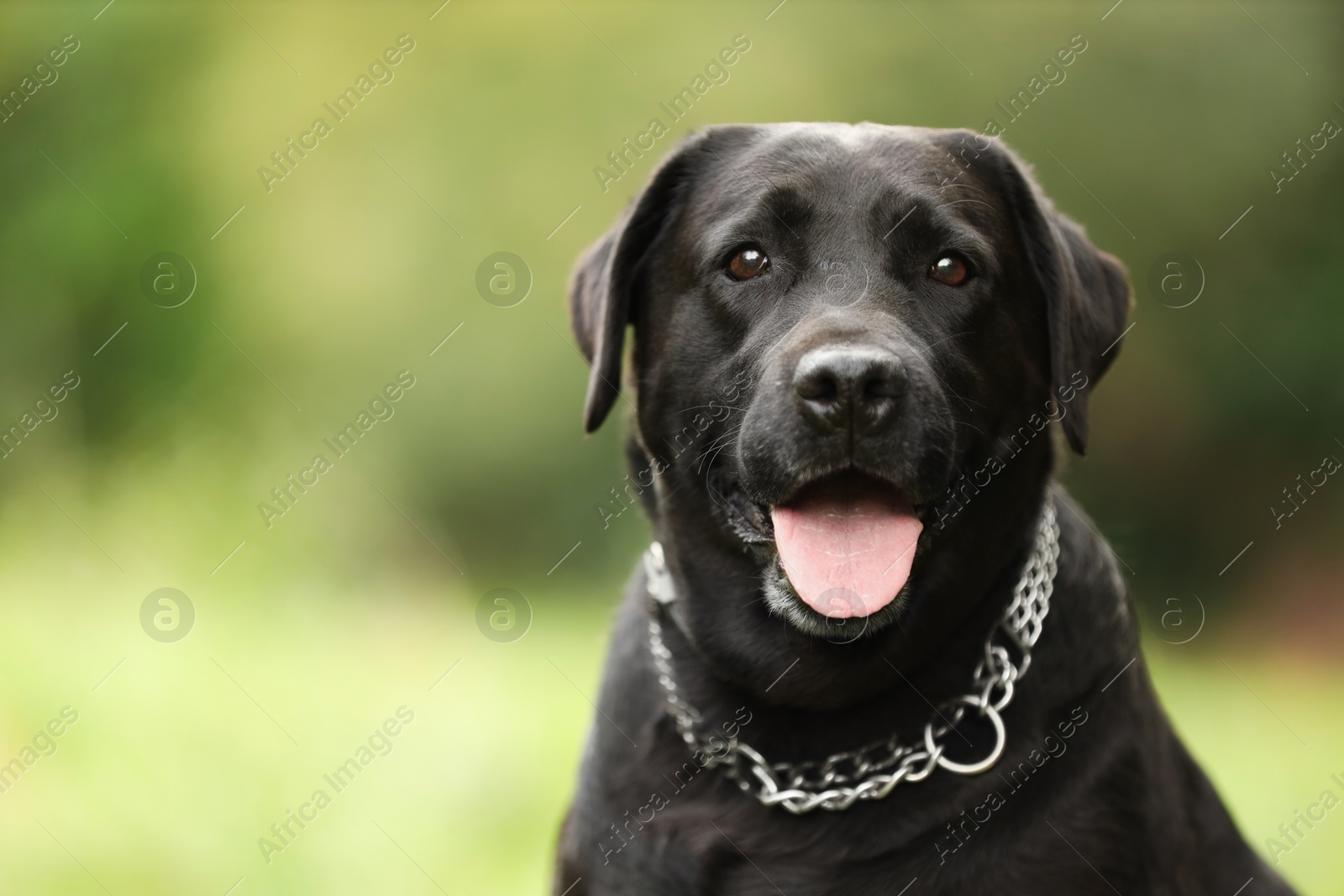 Photo of Portrait of adorable Labrador Retriever dog on blurred background. Space for text