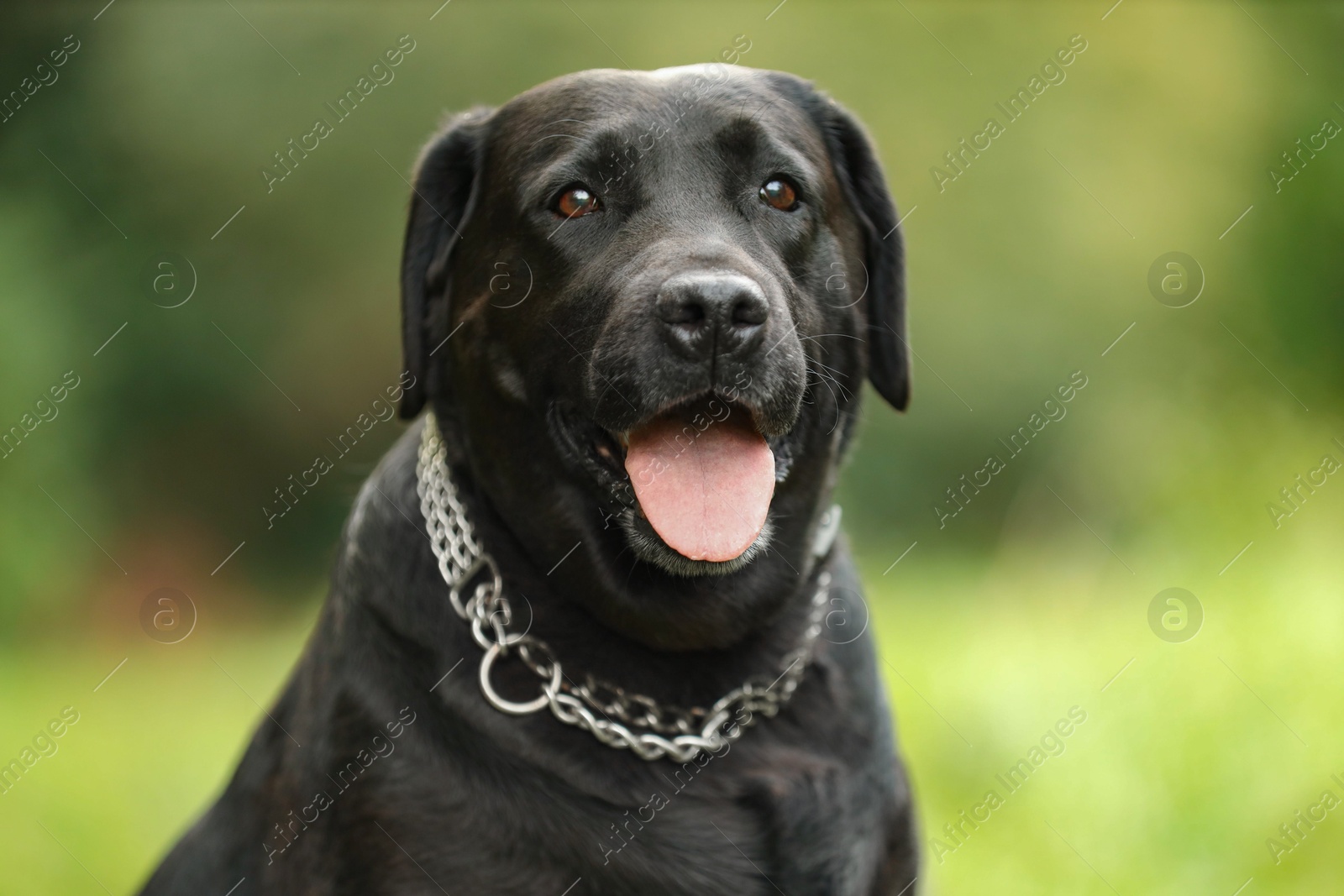 Photo of Portrait of adorable Labrador Retriever dog on blurred background