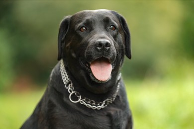 Photo of Portrait of adorable Labrador Retriever dog on blurred background