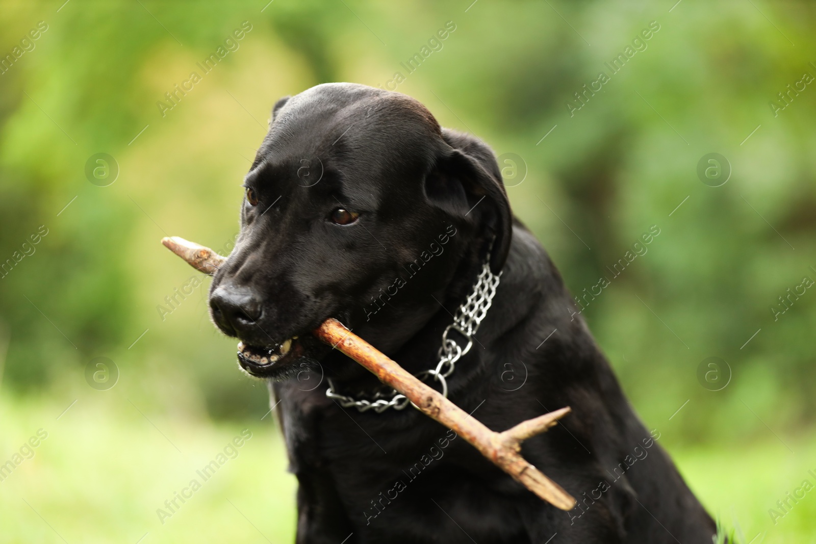 Photo of Adorable Labrador Retriever dog playing with stick on blurred background