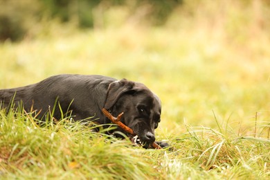 Photo of Adorable Labrador Retriever dog playing with stick on green grass. Space for text