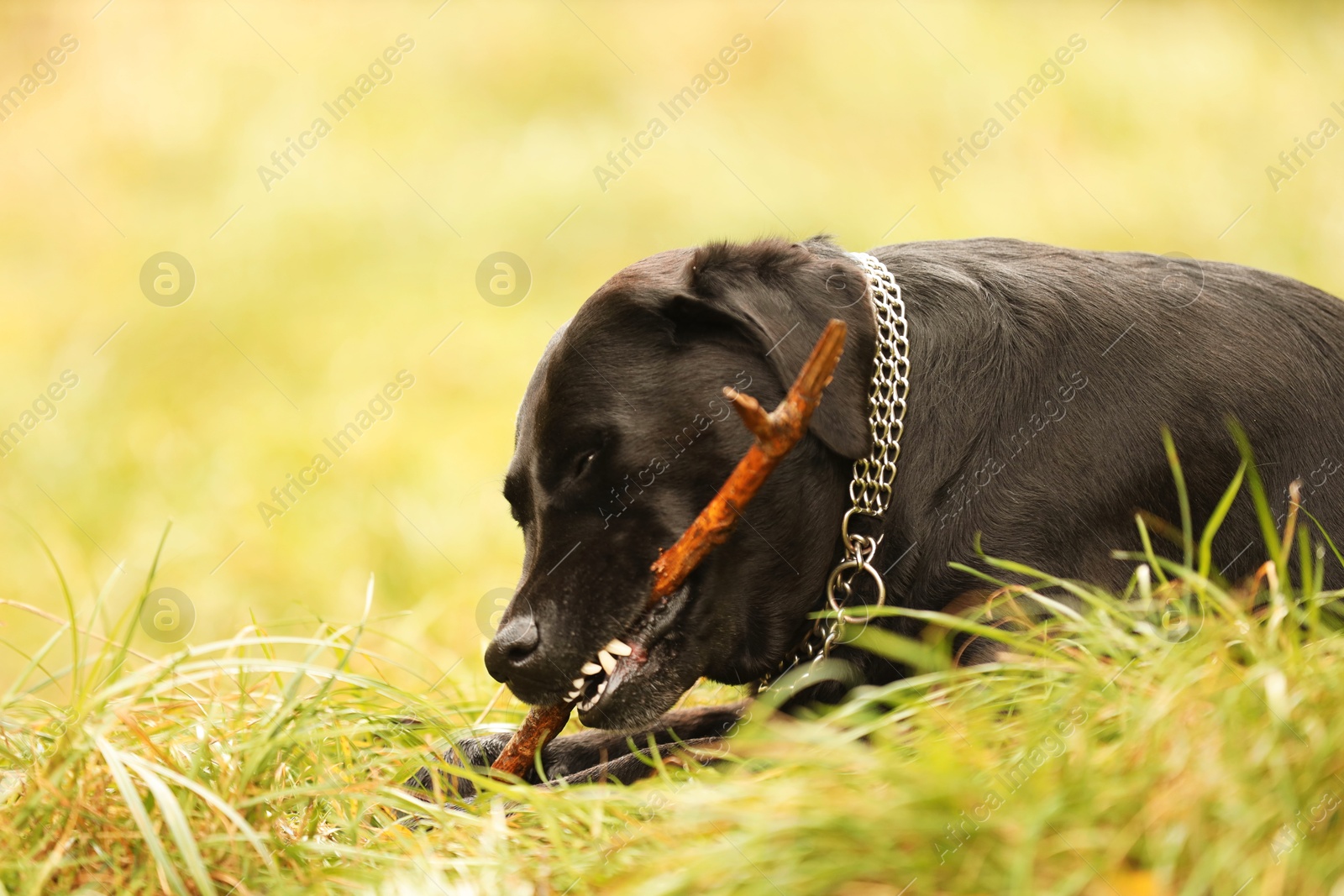 Photo of Adorable Labrador Retriever dog playing with stick on green grass. Space for text