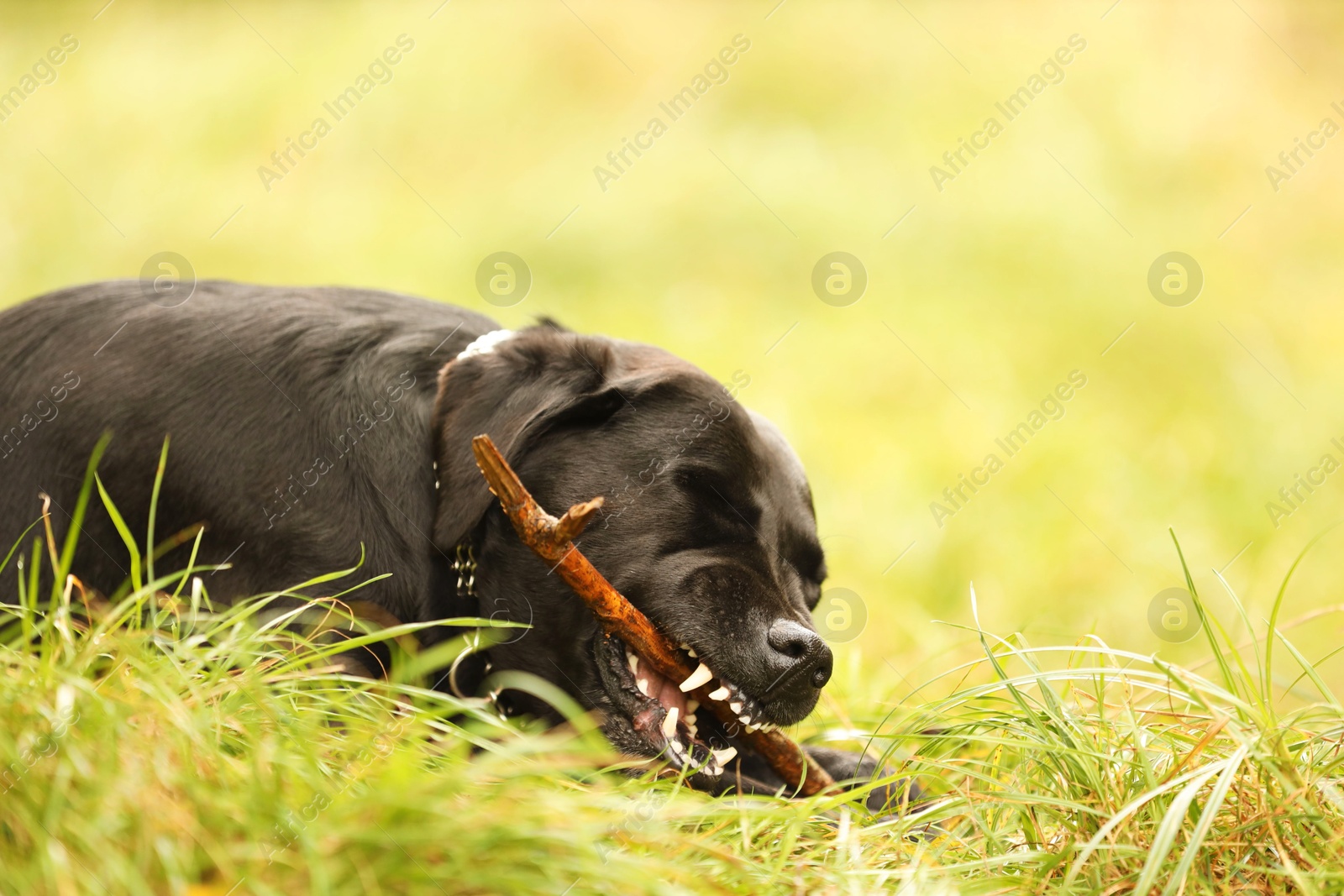 Photo of Adorable Labrador Retriever dog playing with stick on green grass. Space for text