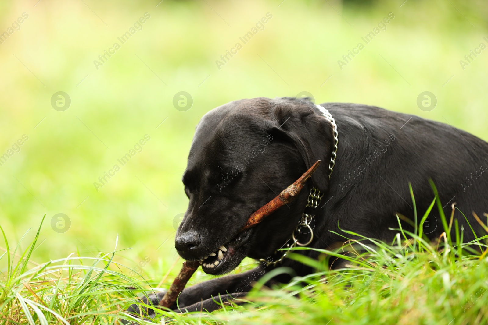 Photo of Adorable Labrador Retriever dog playing with stick on green grass. Space for text