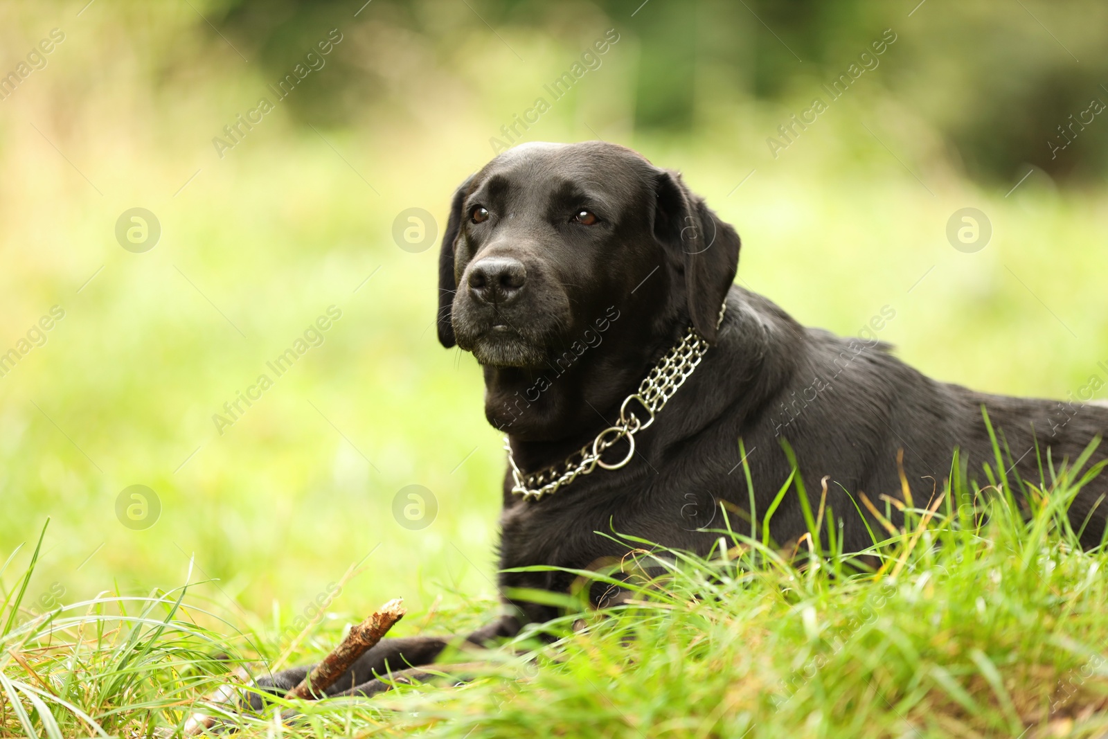 Photo of Adorable Labrador Retriever dog with stick on green grass. Space for text