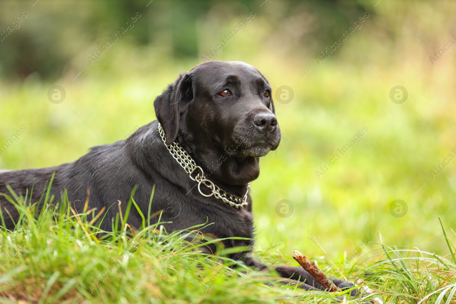 Photo of Adorable Labrador Retriever dog with stick on green grass. Space for text