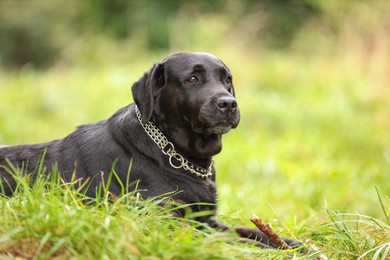 Photo of Adorable Labrador Retriever dog with stick on green grass. Space for text