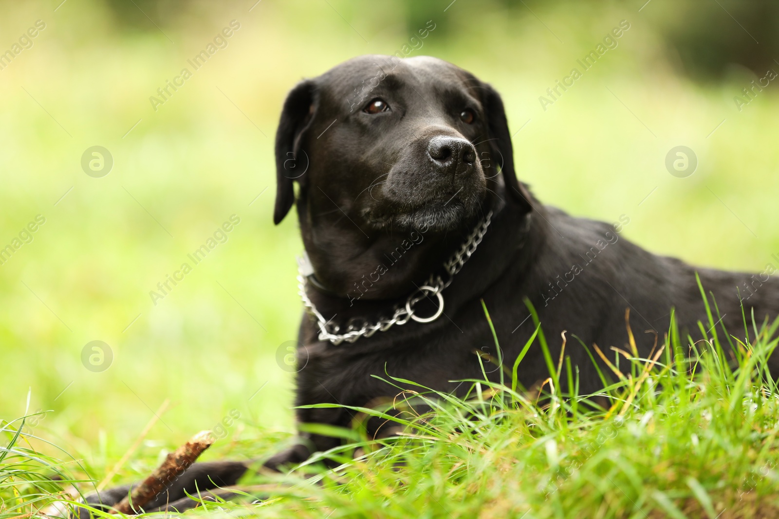 Photo of Adorable Labrador Retriever dog on green grass