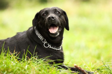 Photo of Adorable Labrador Retriever dog on green grass. Space for text