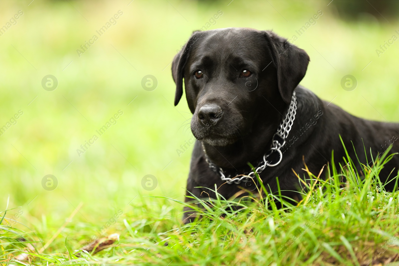 Photo of Adorable Labrador Retriever dog on green grass. Space for text