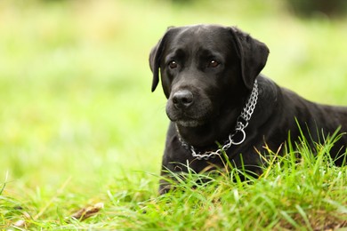 Photo of Adorable Labrador Retriever dog on green grass. Space for text