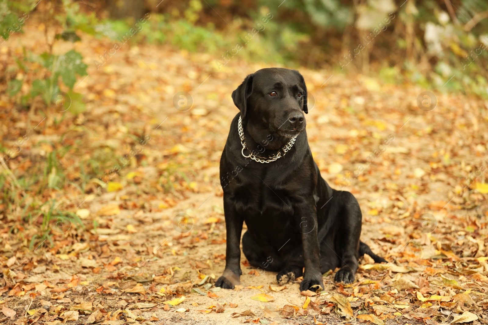 Photo of Adorable Labrador Retriever dog sitting among fallen leaves outdoors. Space for text